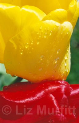 Tulips