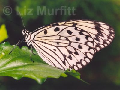 Tree Nymph