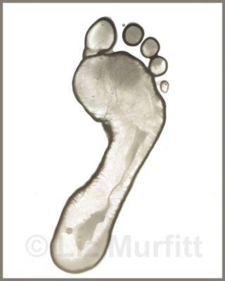 Footprint 2