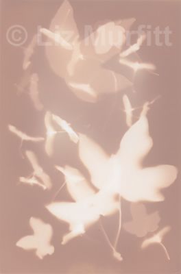 Leaves and seeds