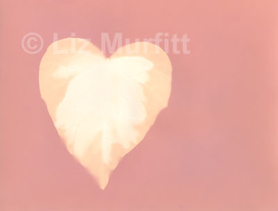 Pink Heart