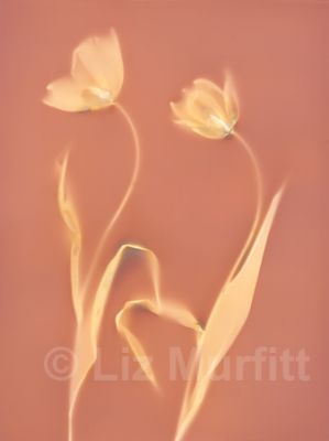 orange-tulips