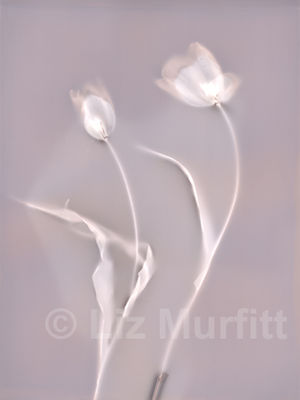 grey-tulips