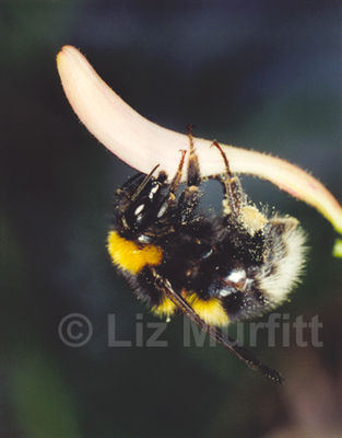 White Tailed Bumble Bee