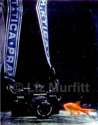 Untitled (Fish & Camera)