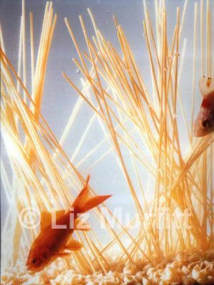 Untitled (Fish & Pasta)