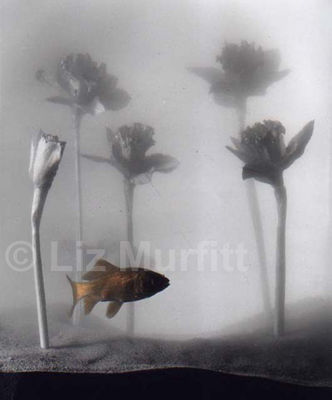 Goldfish
