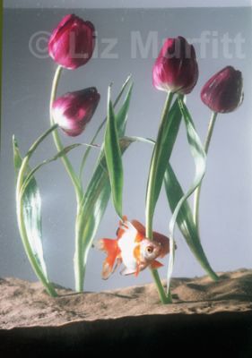 Untitled (Fish & Tulips)