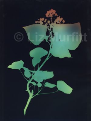 Ivy 1