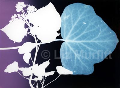 Ivy 2