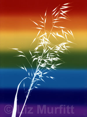 Rainbow Grass