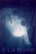 Traces