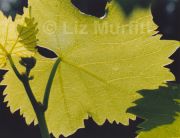 Backlit Leaves