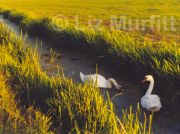 Swans