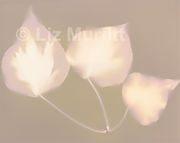 Ivy leaves