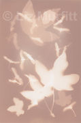 Leaves and seeds