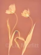 orange-tulips