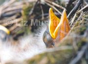 Young Thrush