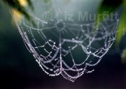 Cobweb