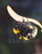 White Tailed Bumble Bee