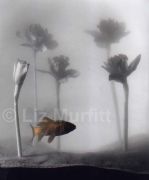 Goldfish