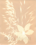 Sun print 1