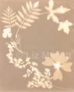 Sun print 2