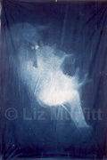 Traces