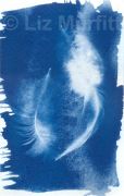 Feathers