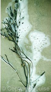 seaweed