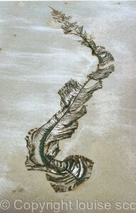 seaweed creep