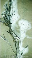 seaweed