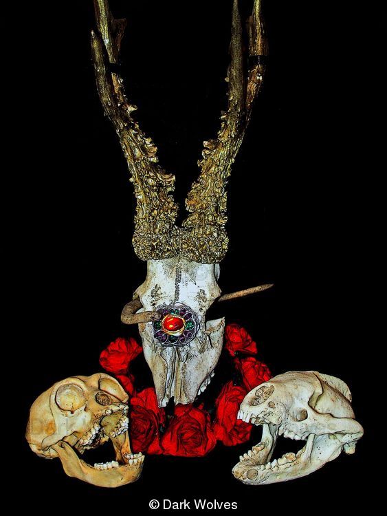 still life with skulls