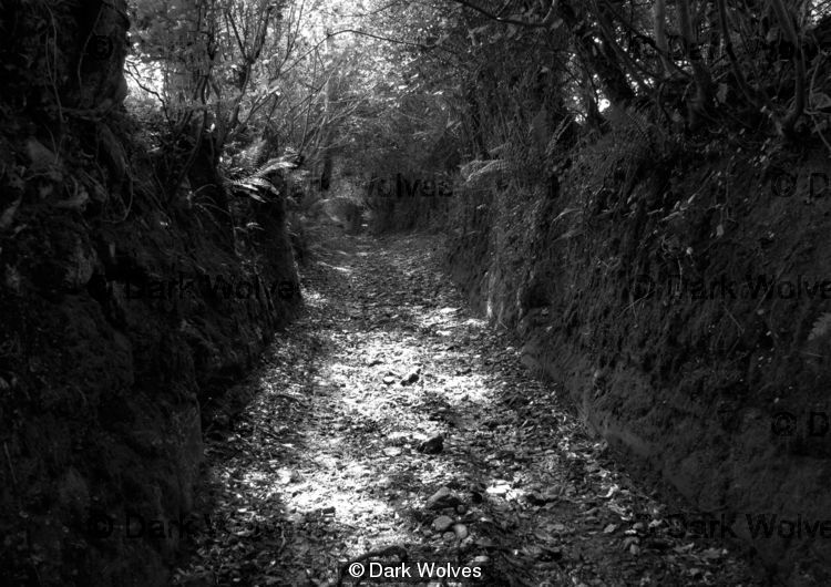 Lane