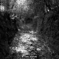 Lane
