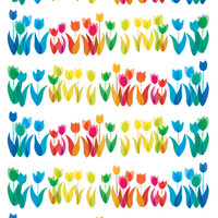 rainbow tulips