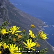 Photo - 11