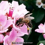 Photo - 14