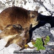Photo - 53