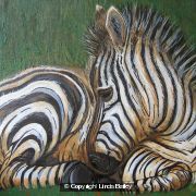 Baby zebra