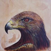 Eagle head