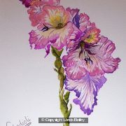 Gladioli