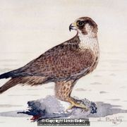 Kestral