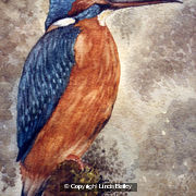 Kingfisher