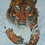 Tiger (running through water).