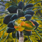 Bird on Papaya tree