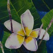 A Frangipani