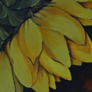 A Sunflower