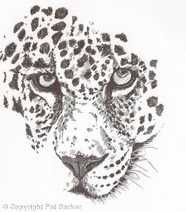 African Leopard