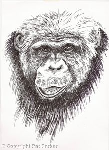 Chimpanzee